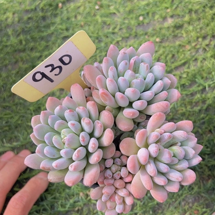 健健康康平平安安