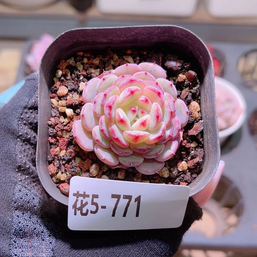 花利美5-771哈尼