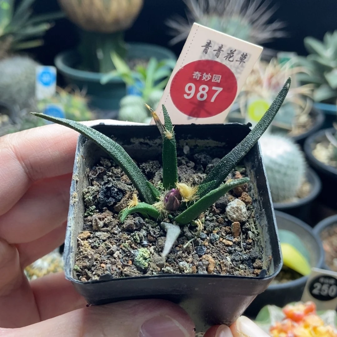实生带花苞龙舌兰牡丹，
