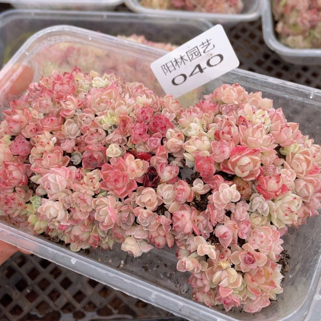 多肉植物多肉植物40