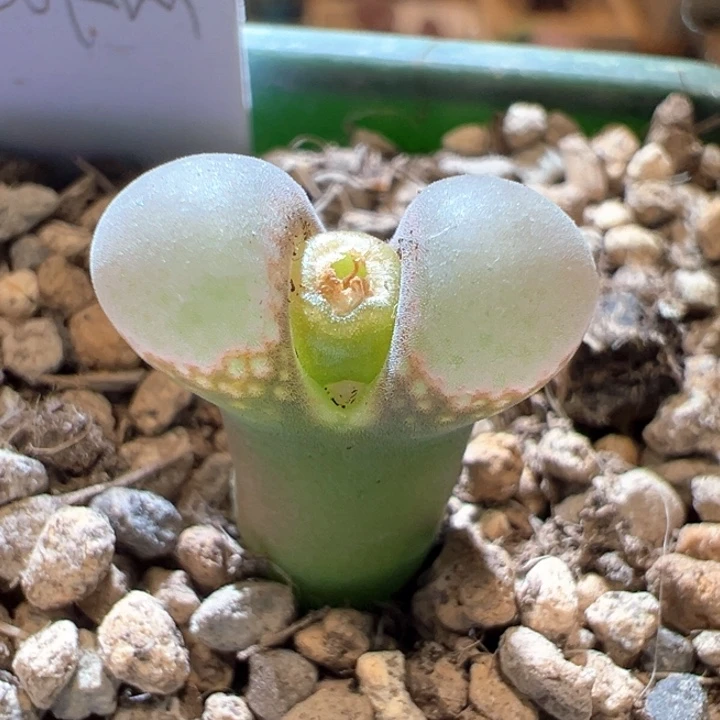 678。优选20km 糖果泡泡风铃 88折后价