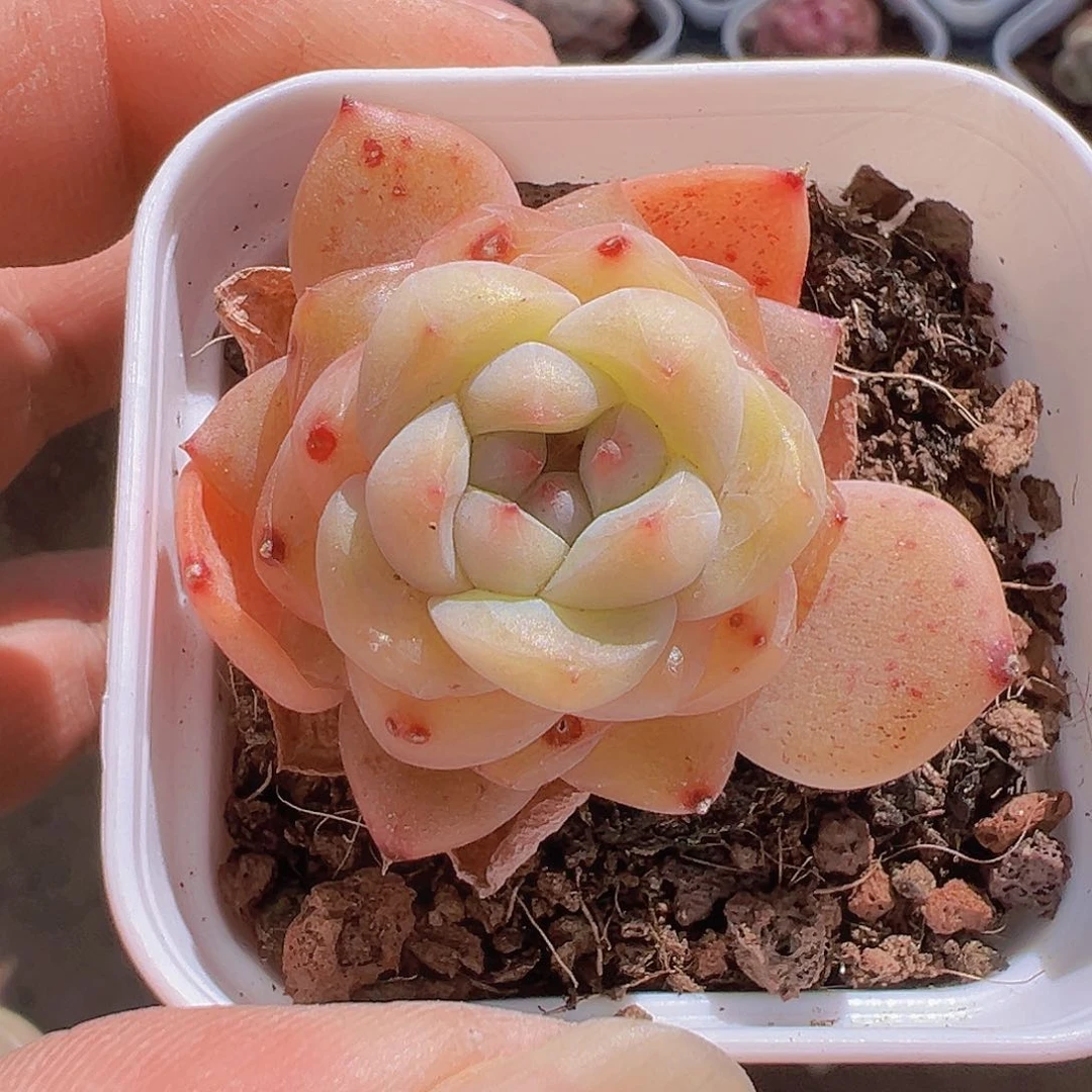 一物一拍30包邮6666