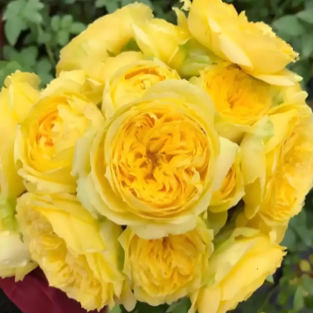 凯特琳娜大花浓香型蔷薇月季玫瑰四季开花庭院阳台花卉