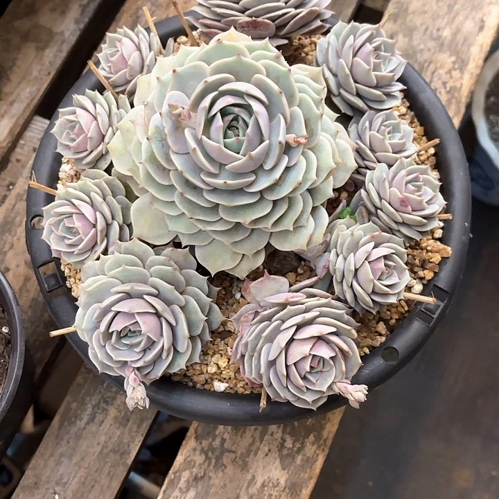 多肉植物，露娜莲
