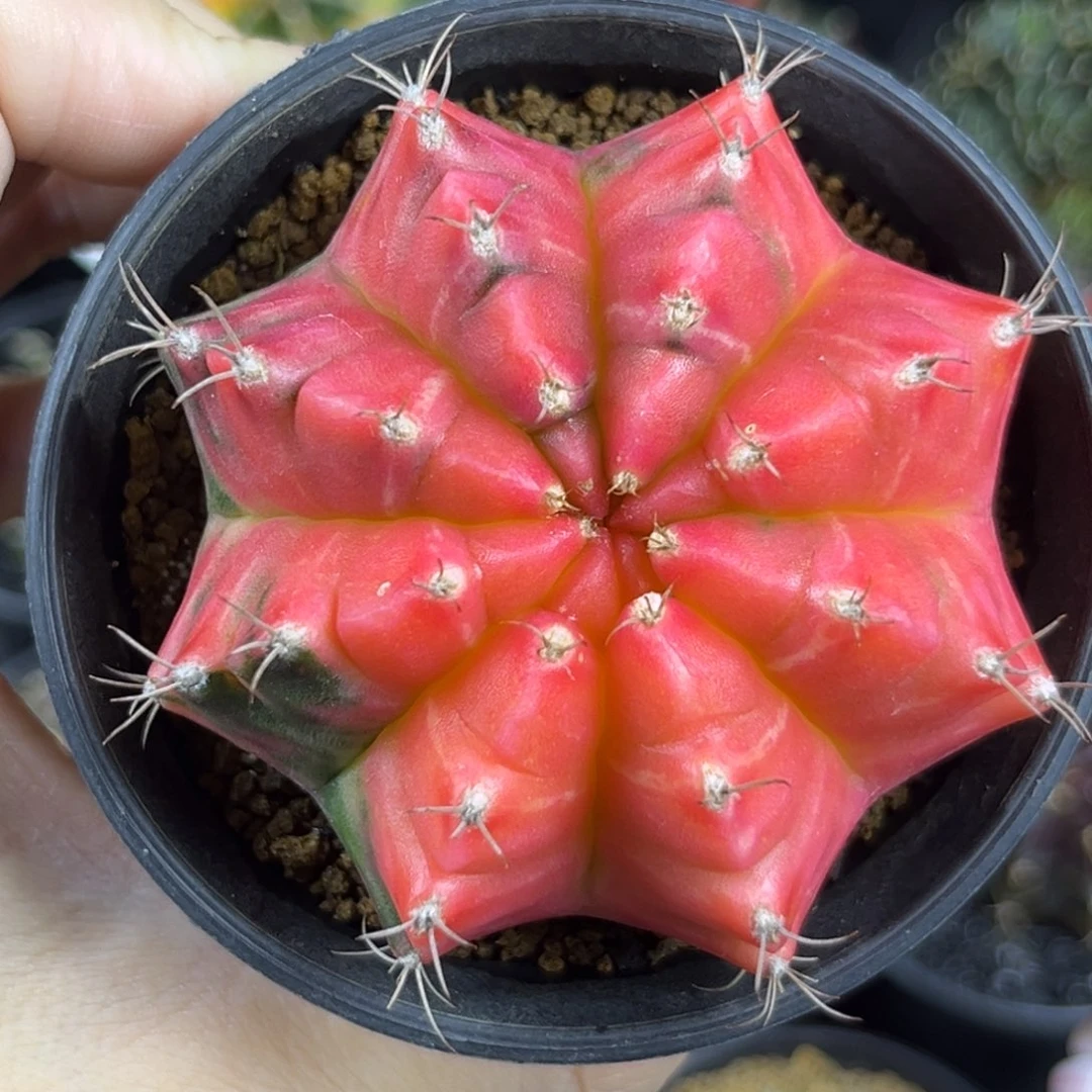 油画粉米哈仙人球实生