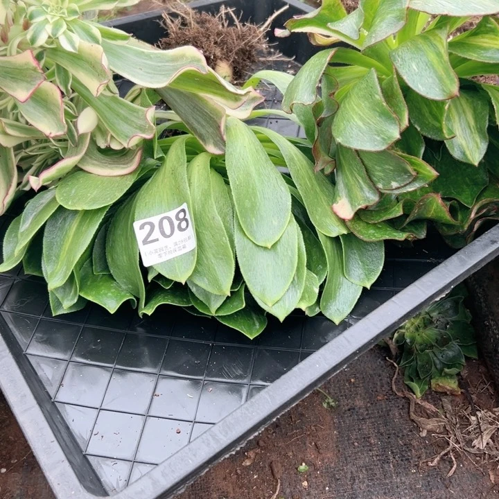 208多肉植物、一盘