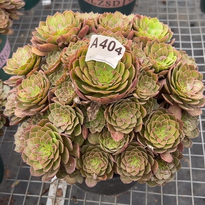 404红魔25厘米左右