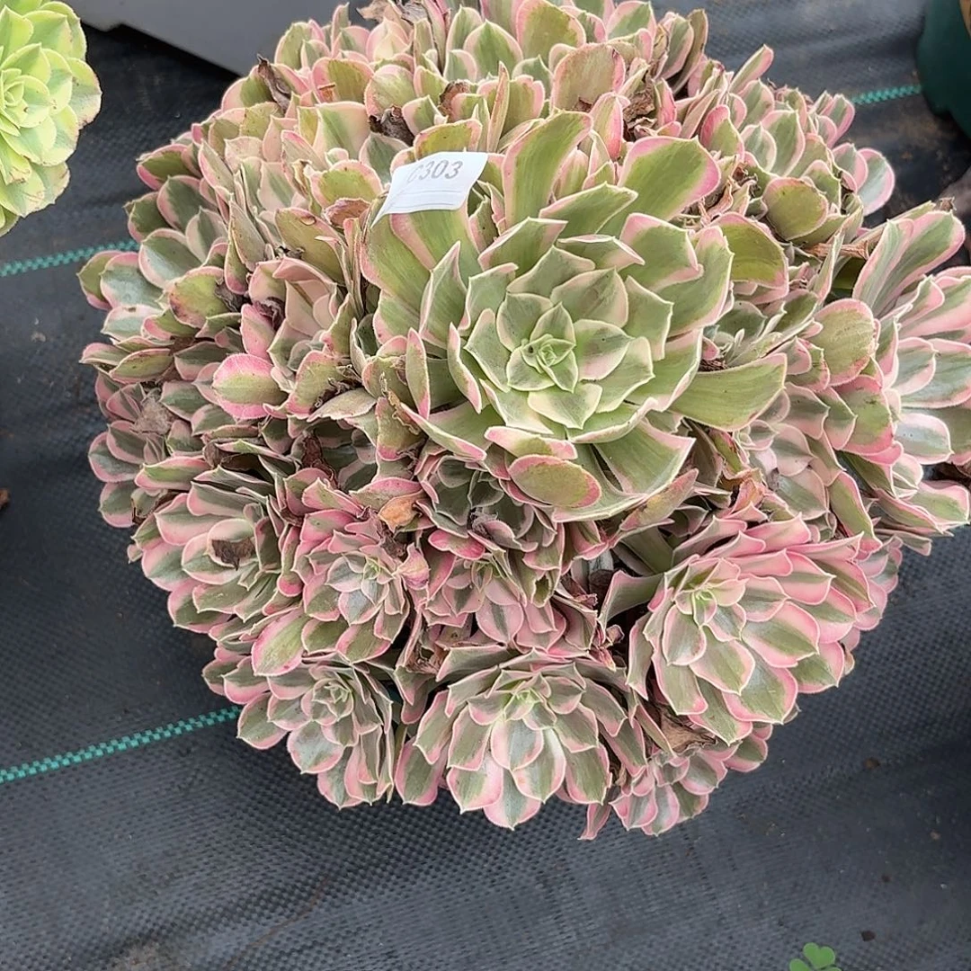 303男神多肉植物发货