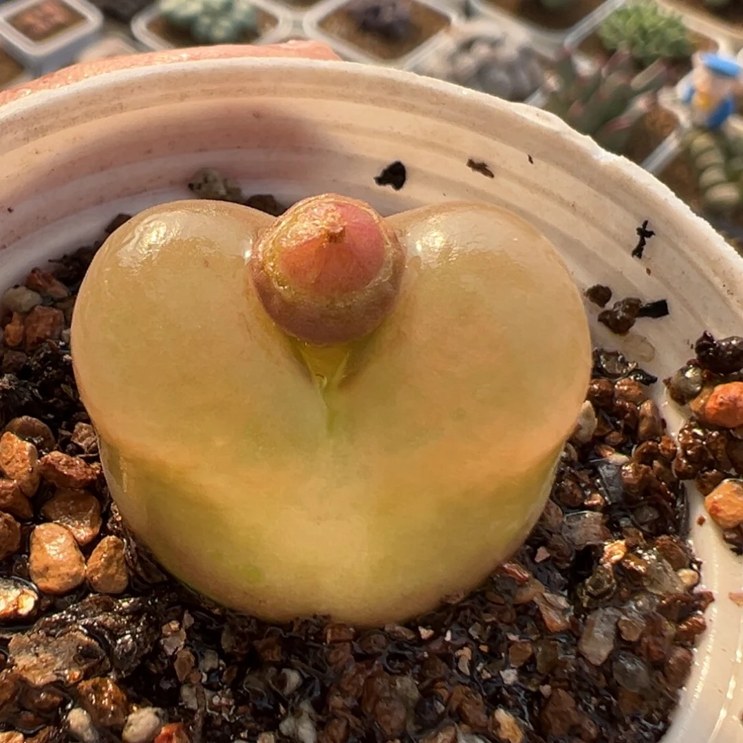 028多肉植物种类多样