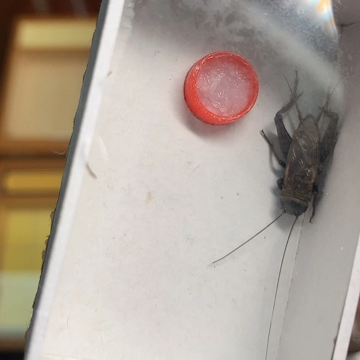 新到乌隐蛉两条50