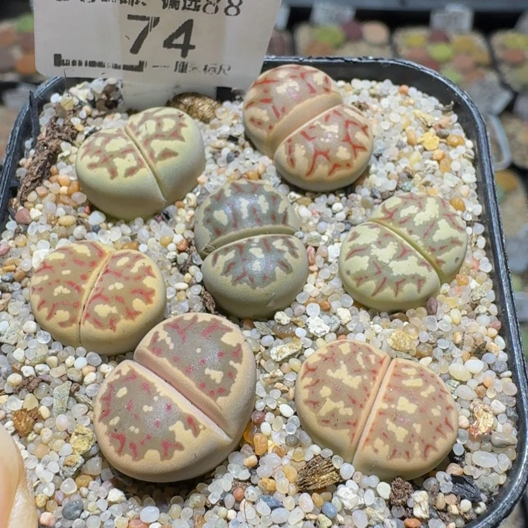 Ssss精品生石花74