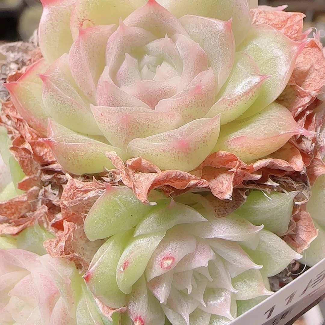 花语逸镜1128-98散