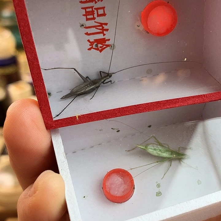 紫竹一只➕青竹一只