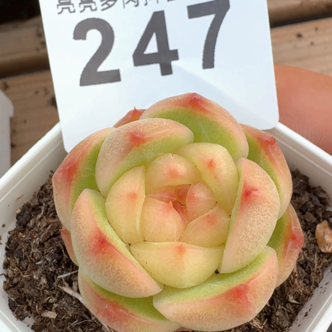 灵耀珍妮 多肉植物