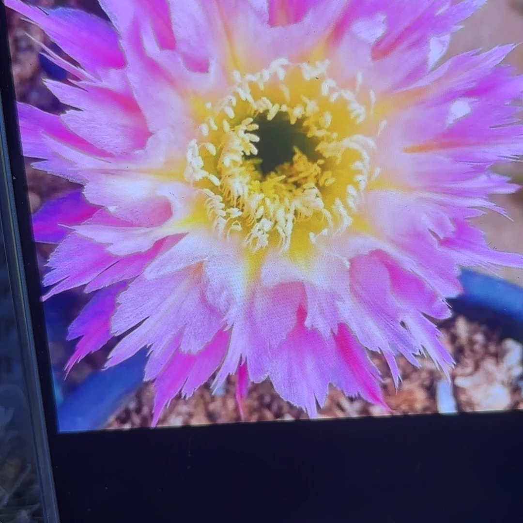 紫薇星毛侧牙20包邮仙人球21