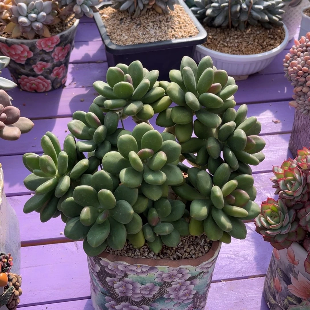 芒果奶朵朵缀一物一拍