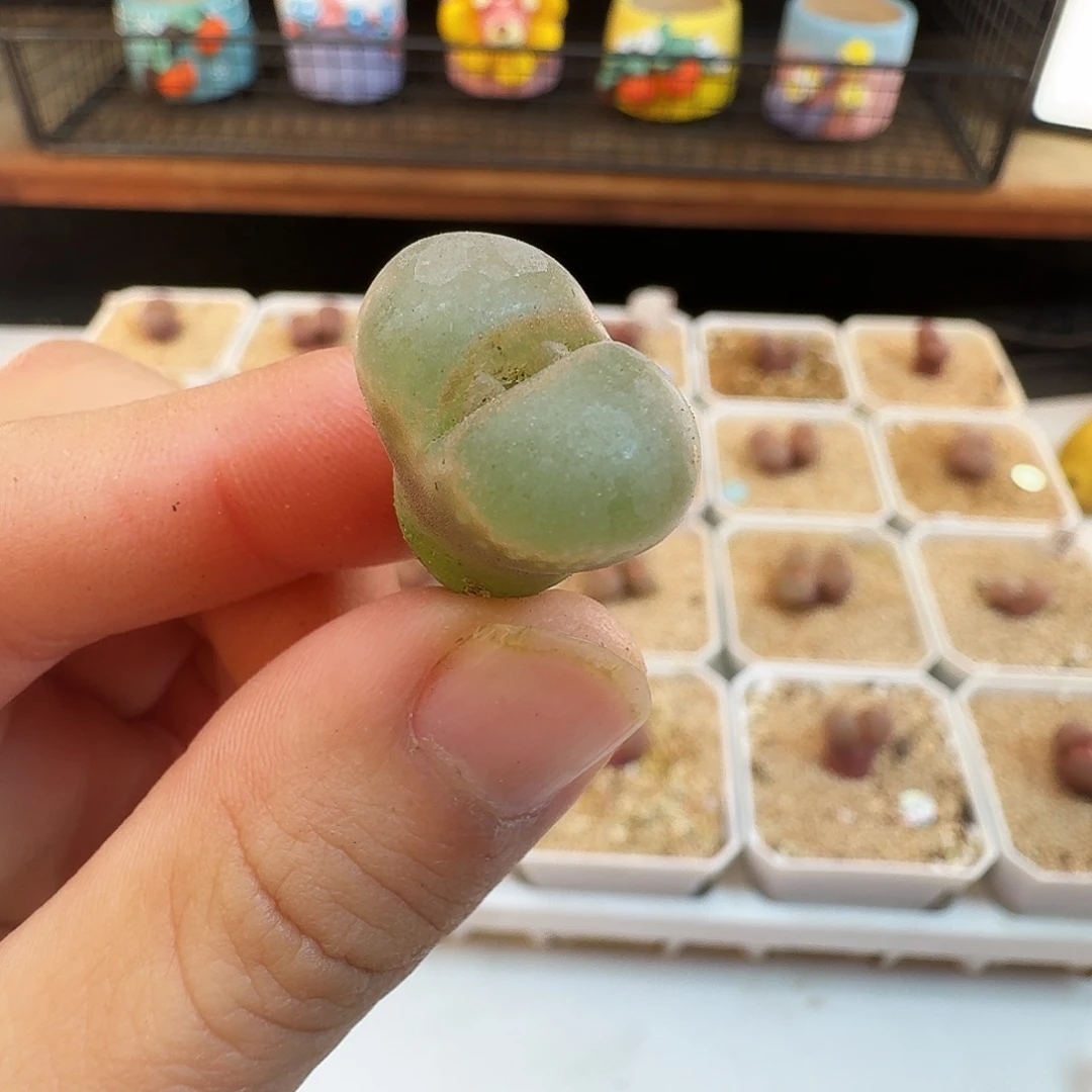 多肉植物福利风铃324