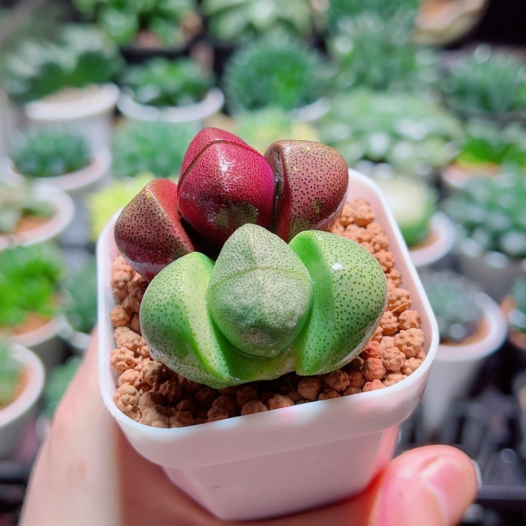 紫元宝绿元宝带白盆种好