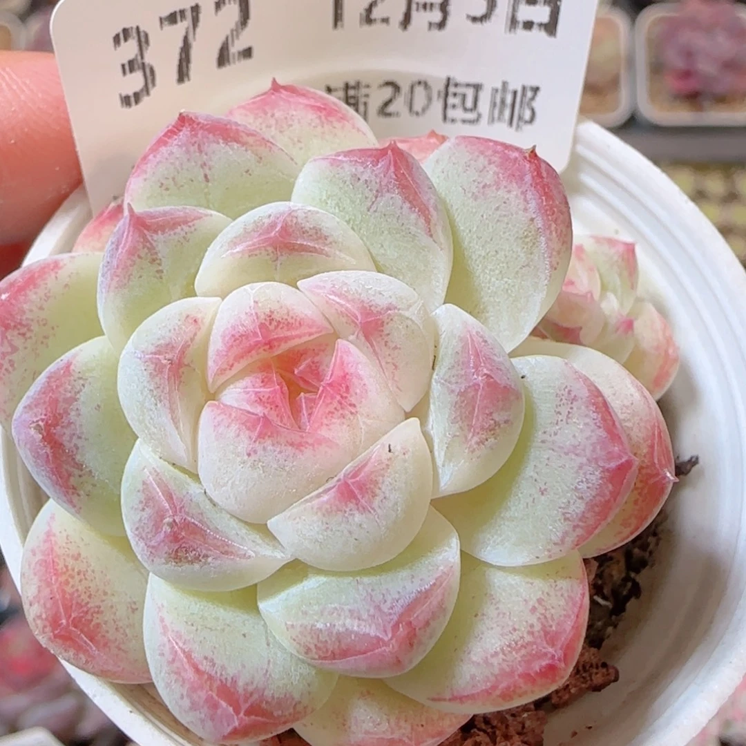 花语多肉1205-372溏心