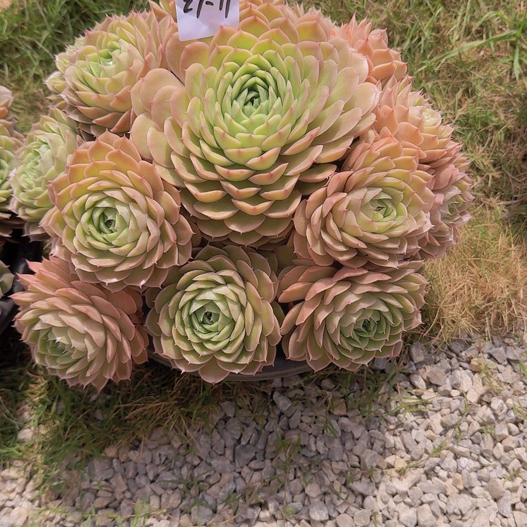 ～***～27-11昂斯诺多肉植物