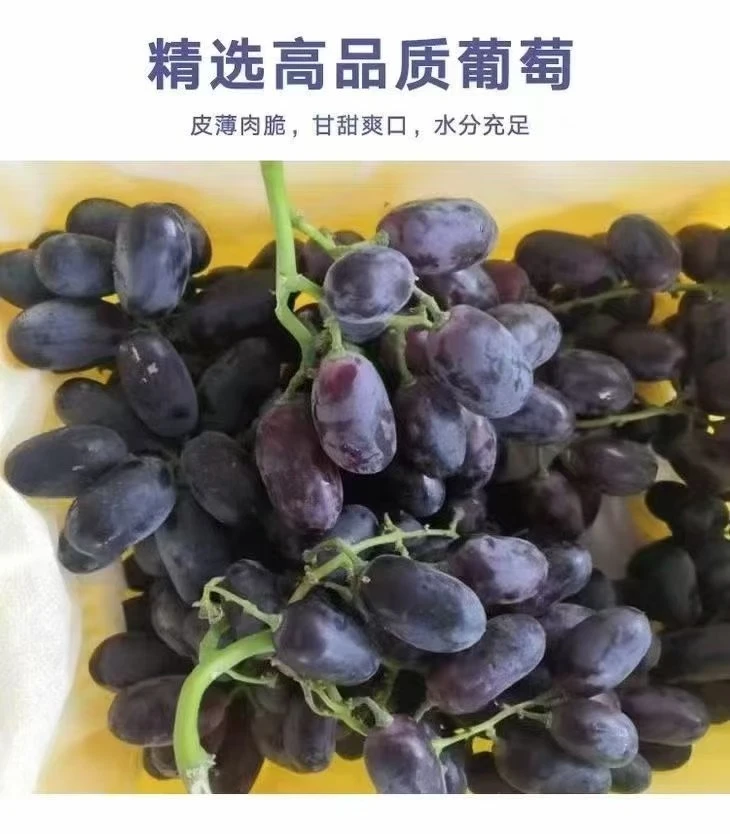 果园直发黑美人葡萄顺丰包邮