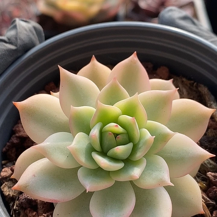 棱镜锦多肉植物多肉