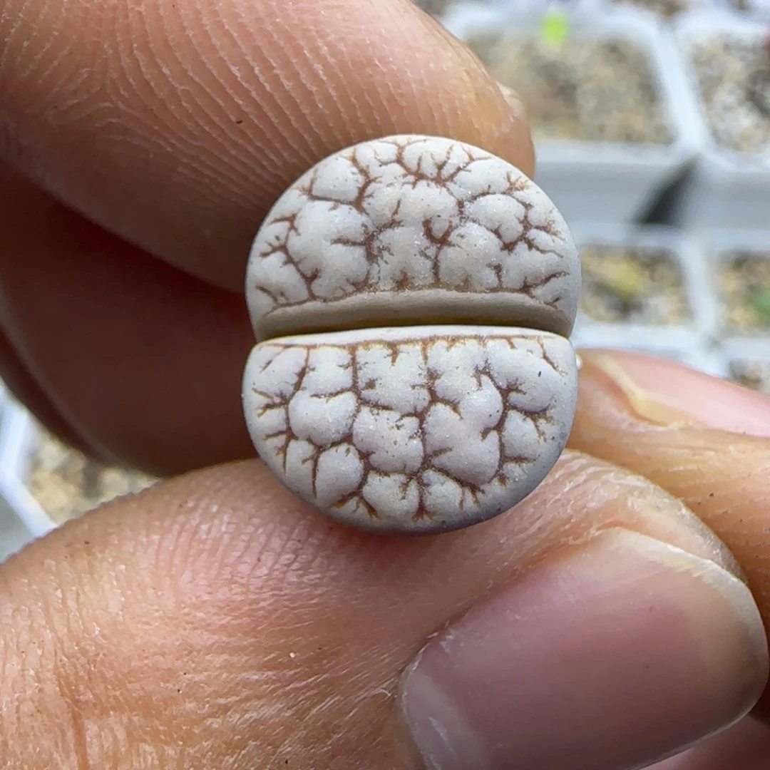 182 生石花大棚直播