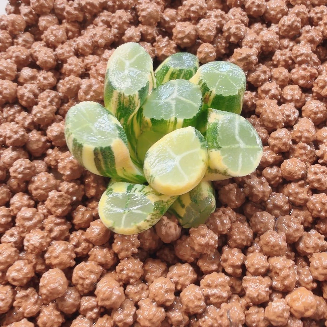 十二卷福利实生万象锦福利拉丝锦