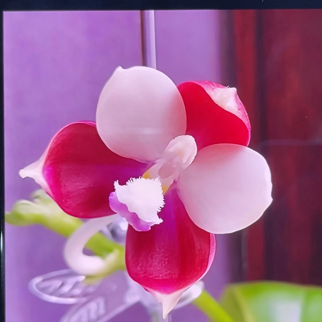 无花朵1.7寸鱼鱼分生苗