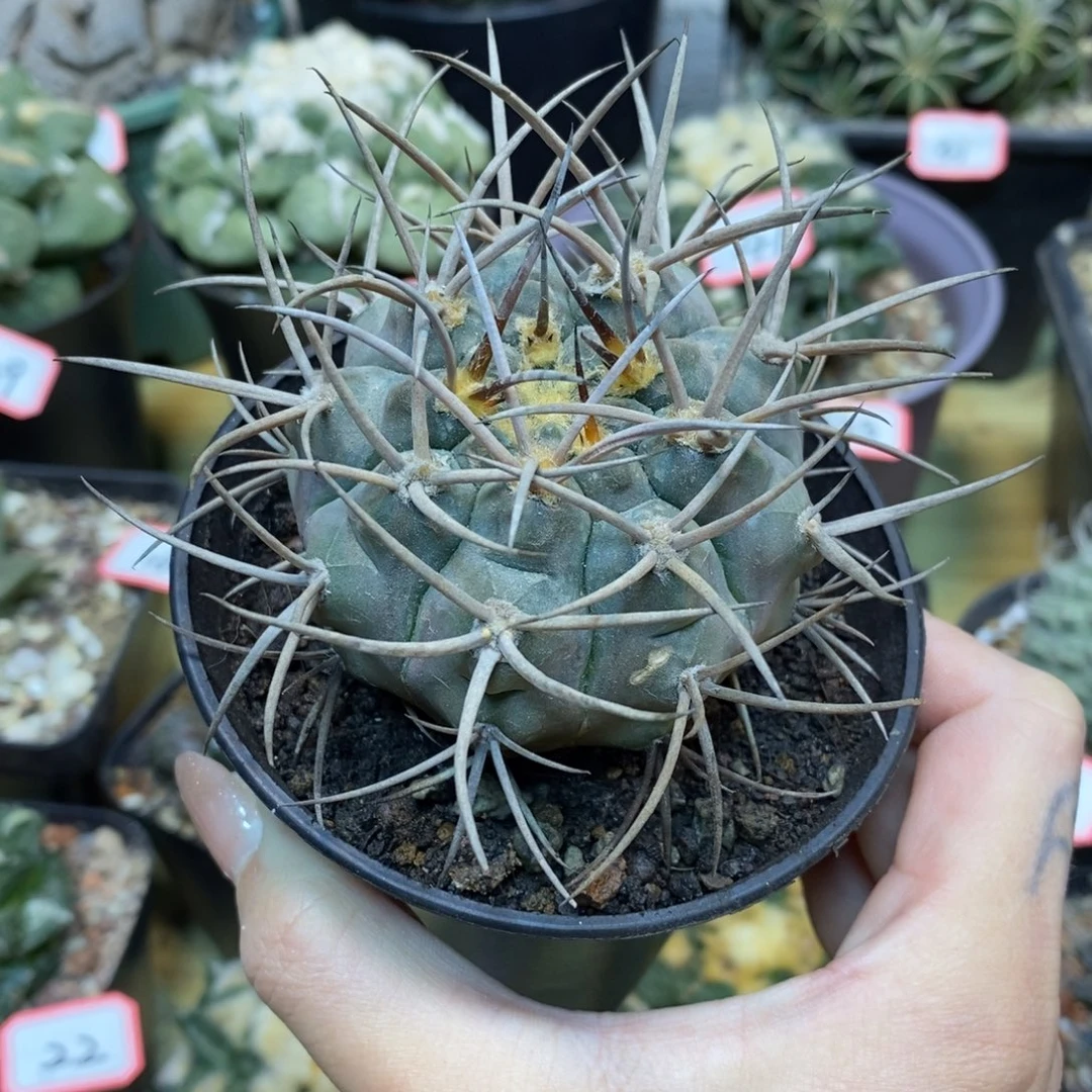 49号 实生 强刺守金摩天龙整体10.5公分