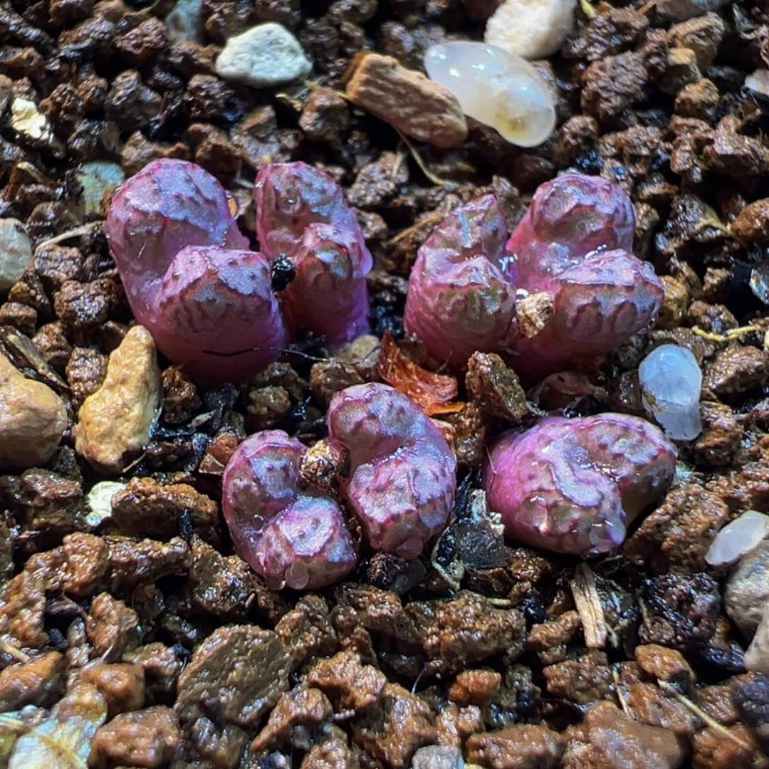 053多肉植物种类多样