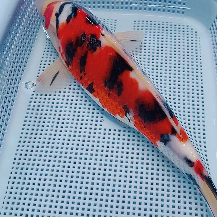 海水鱼锦鲤观赏鱼156