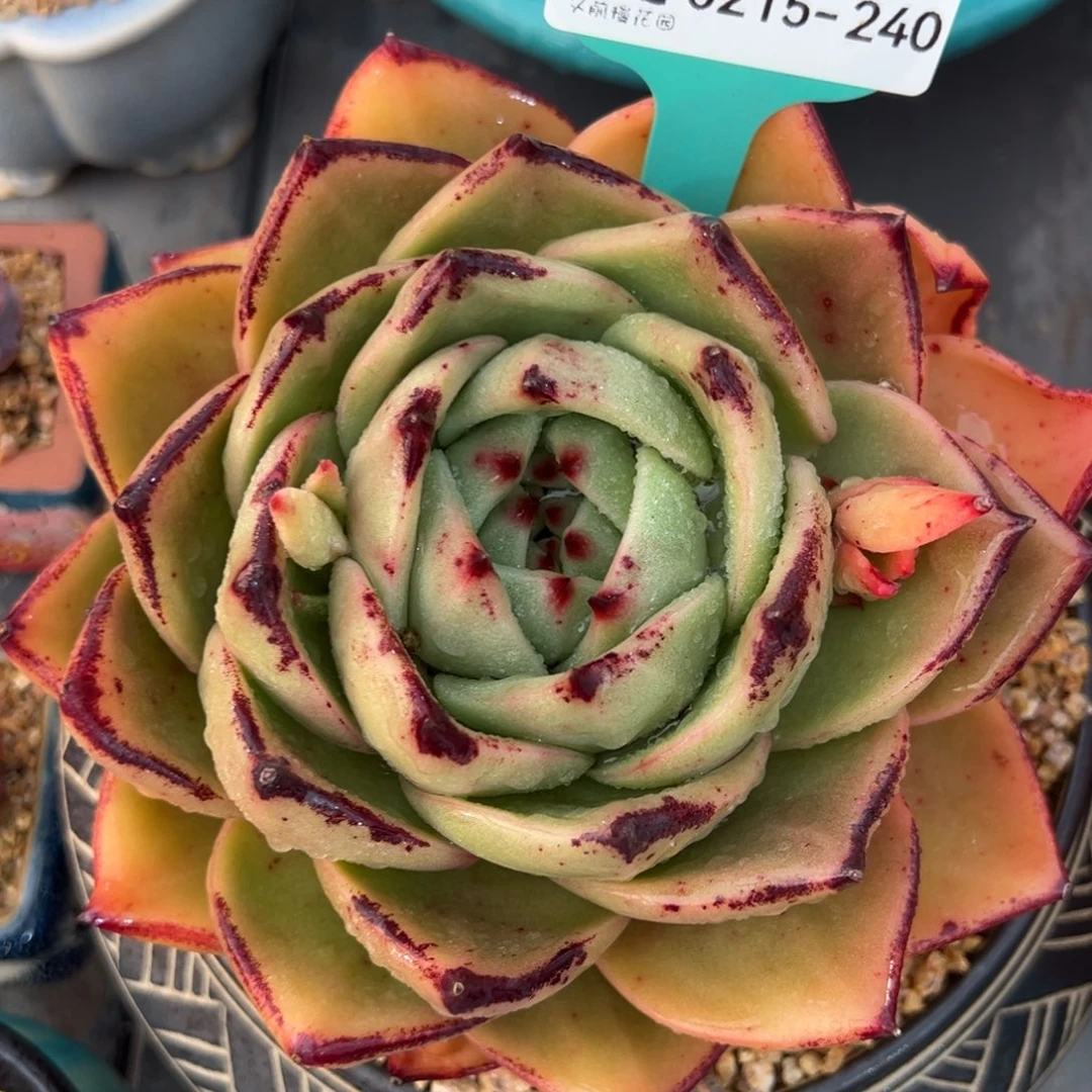 从前慢多肉精选超过0215.240