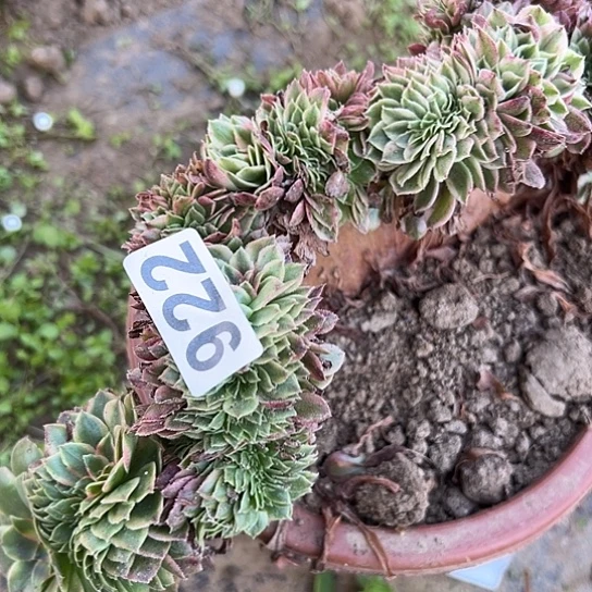 音***爱多肉植物一个海王922