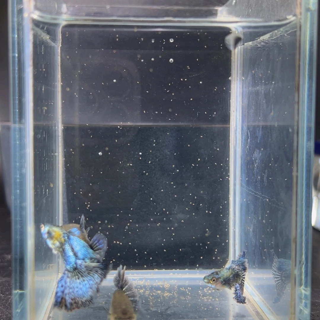 孔雀鱼满花蓝龙种鱼