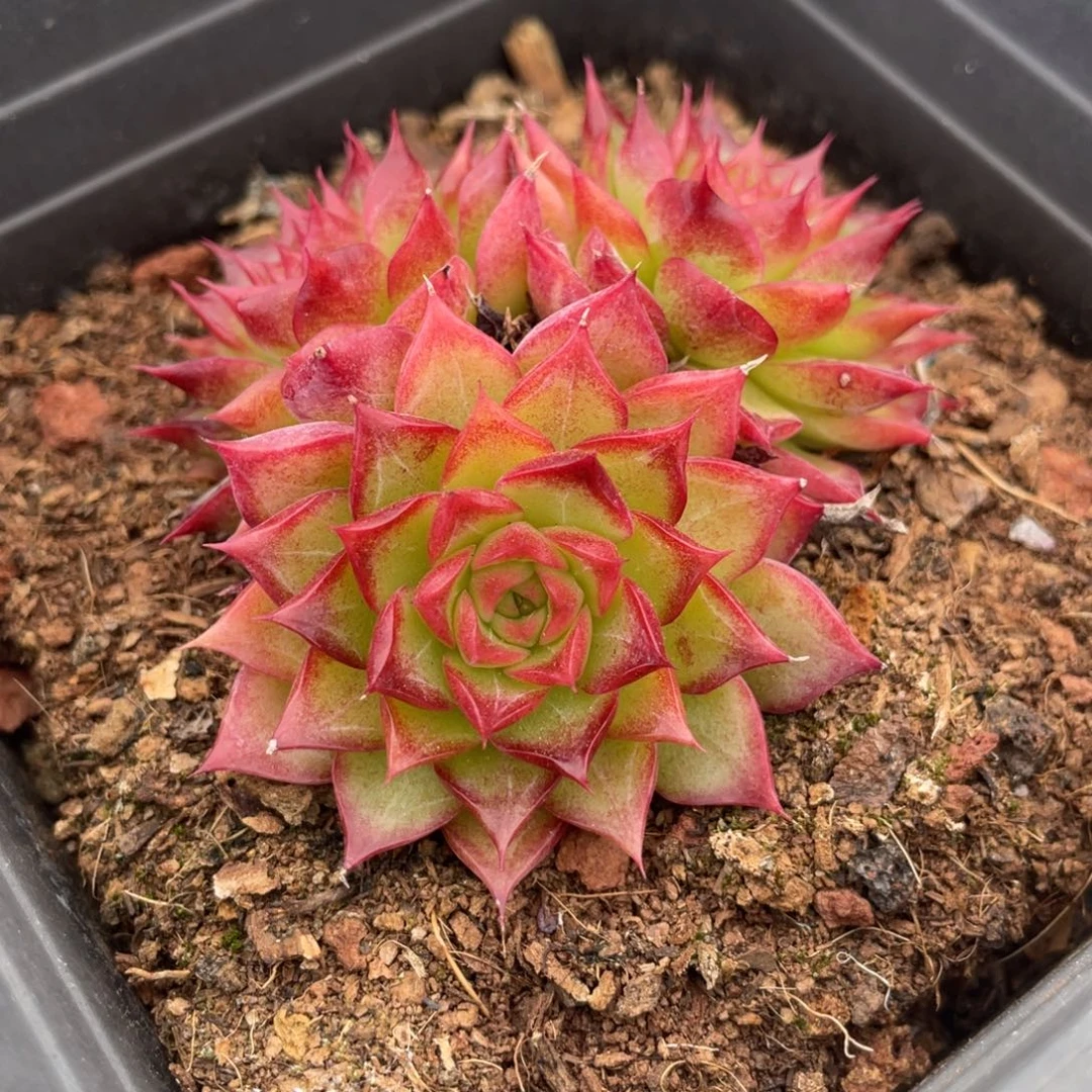 草莓蛋糕三头群生