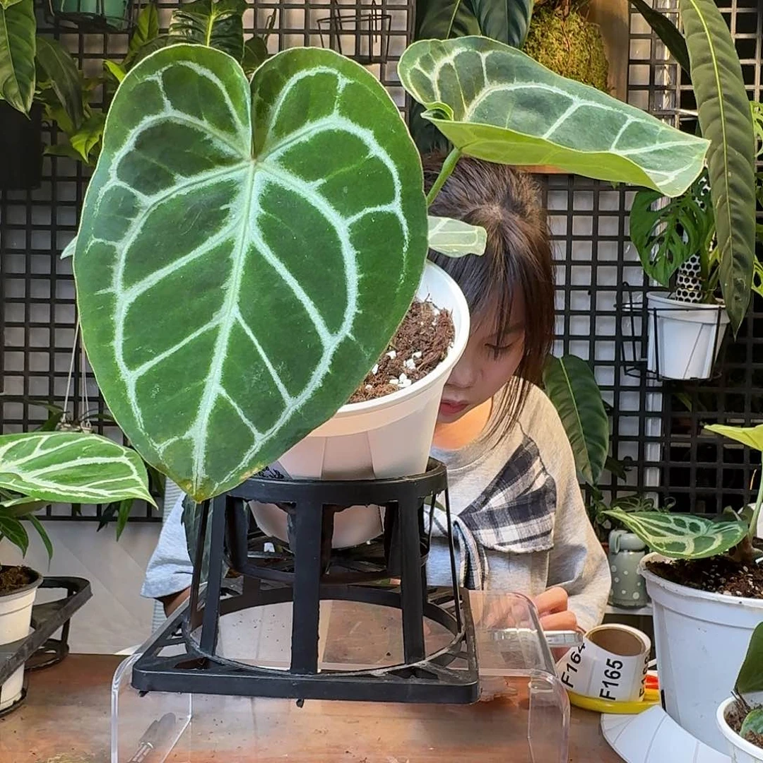 无花朵迈****子一物一拍F161新叶消耗