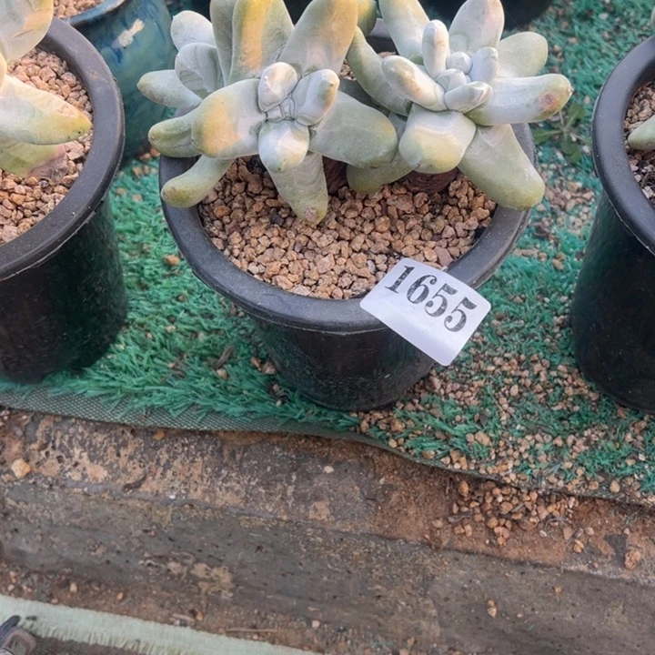 655号拇指多肉植物