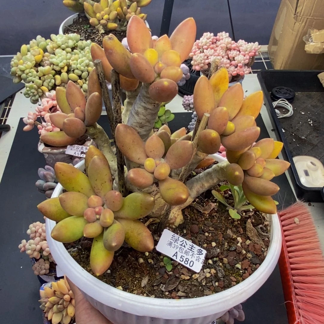 580芒果奶多肉17cm