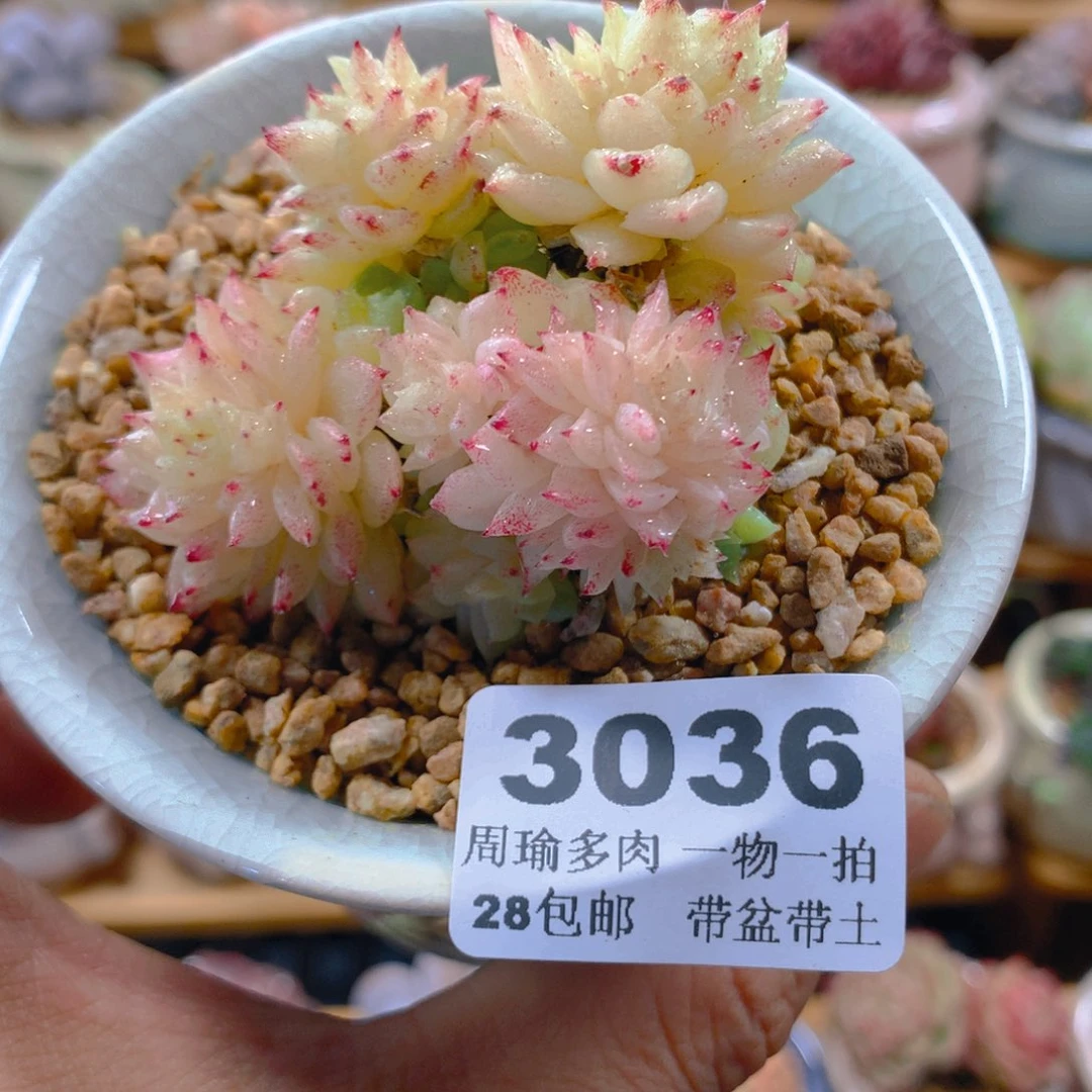 精控多肉植物3036