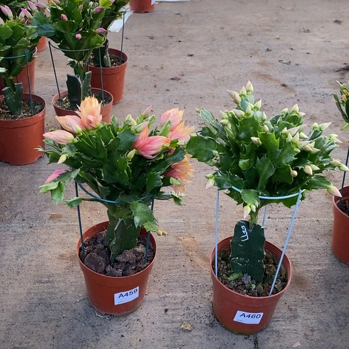 大部分花苞少量开放459，460