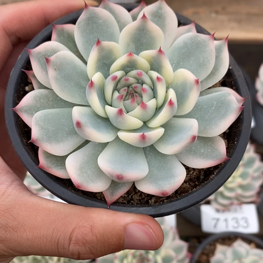 吉娃娃锦多肉植物7147
