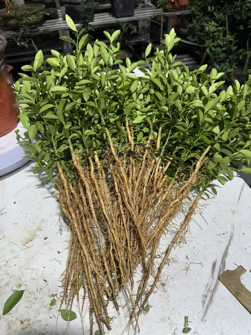 卓佳花坊 60-80公分同安豆