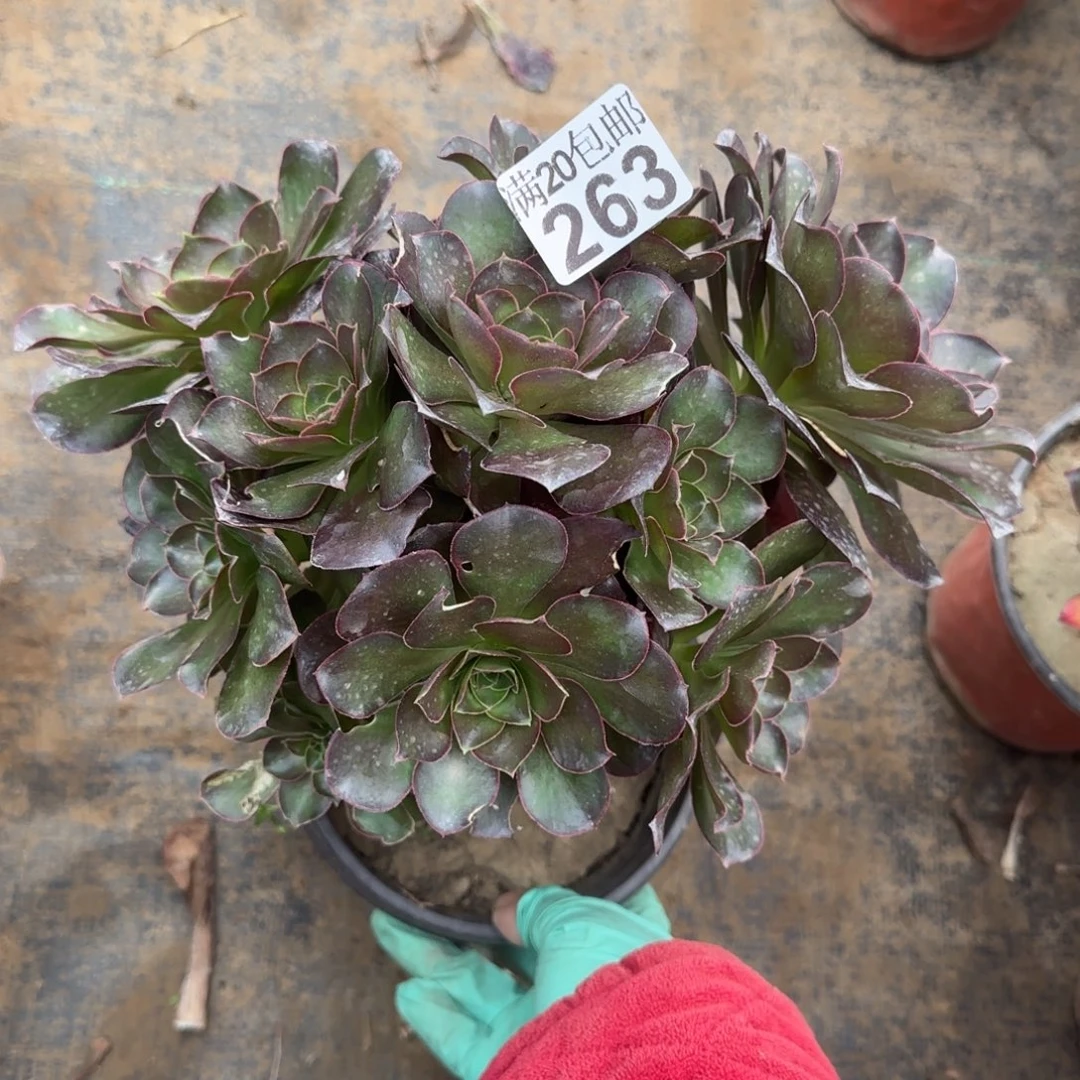 魅金玫瑰263满20包邮断枝不包