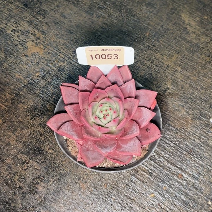 温**光多肉植物一物一拍10053