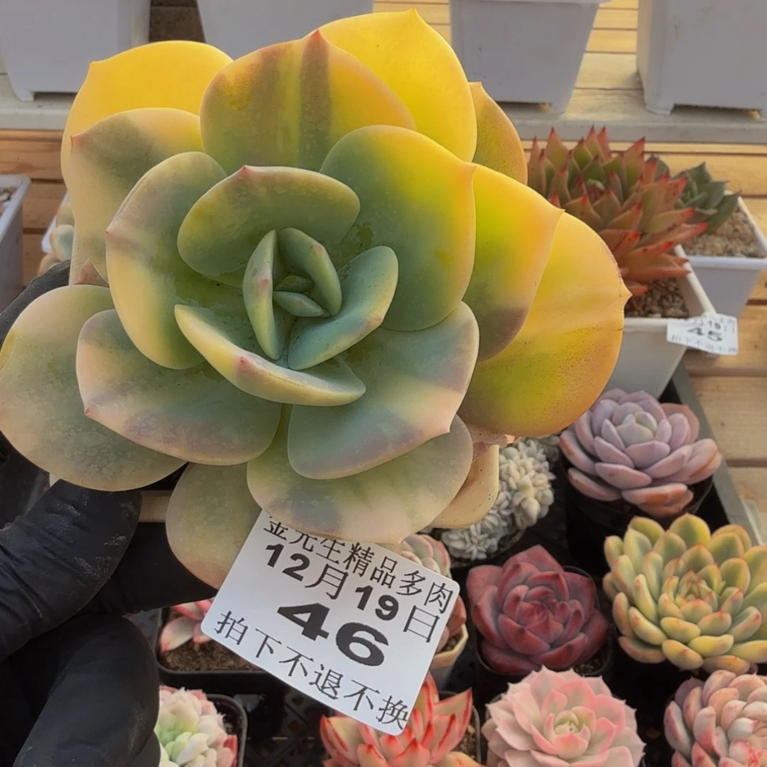 1219-46白风锦单头