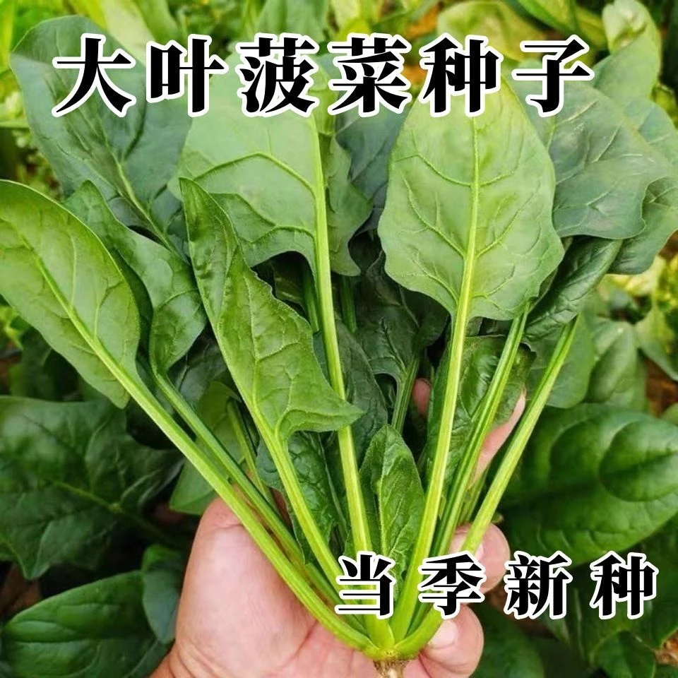 【全店满5包包邮】大叶菠菜种子耐寒耐热四季蔬菜种子厚肉易种