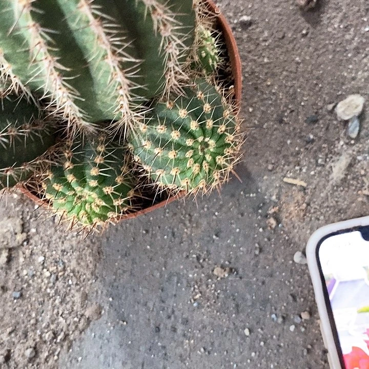 红毛花毛花2578888