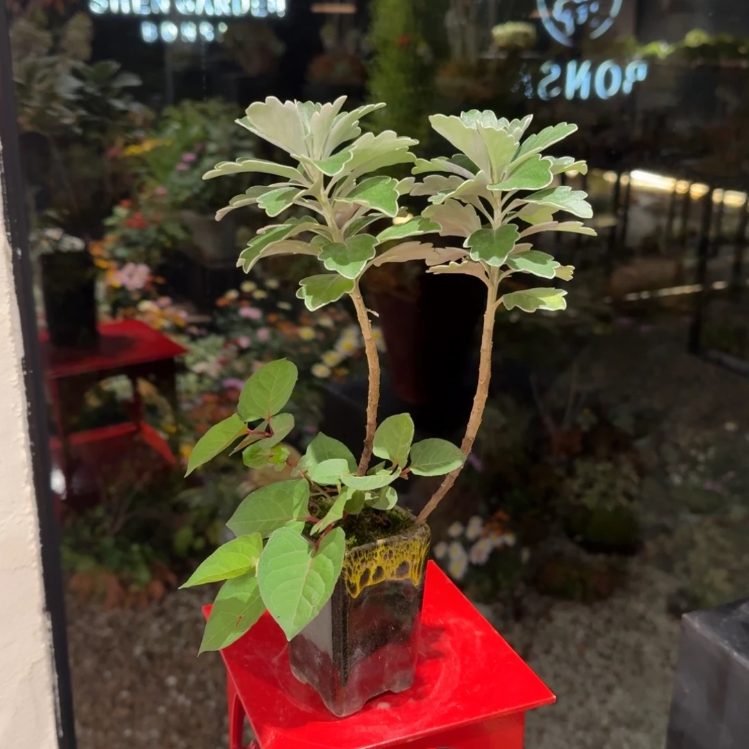 全部花朵山野草陶盆