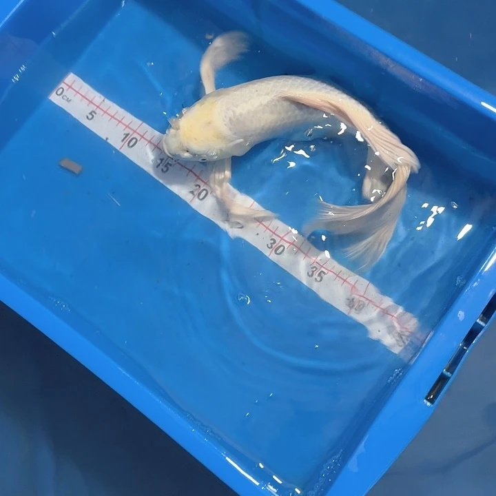 新***师蝴蝶鲤鱼蝴蝶鲤包邮70